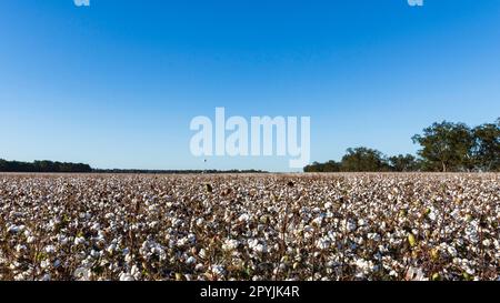 Landschaftliche Landschaft eines Baumwollfeldes, so weit das Auge reicht, bereit für die Ernte im Zentrum von Alabama im Oktober. Stockfoto