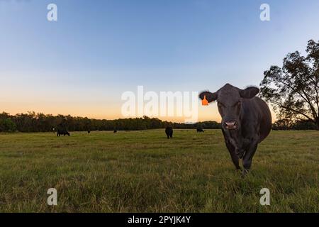 Angusskälse, die auf eine Alabama-Weide in der Dämmerung mit negativem Raum in Richtung Kamera gehen. Stockfoto