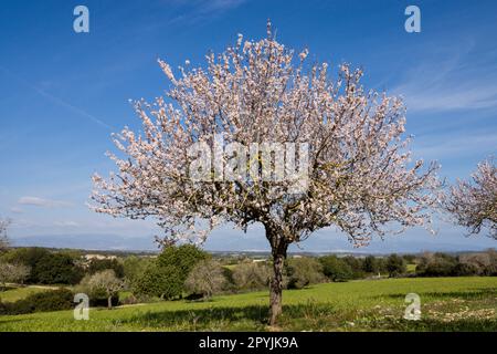 almendros en flor, Finca de Mataescrita, Algaida, mallorca. islas baleares, España, europa Stockfoto