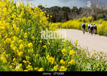 Ciclistas entre flores, Petra, mallorca, islas baleares, España, europa Stockfoto