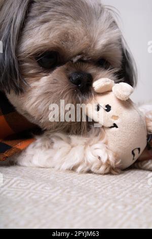 Foto von Shih Tzu mit einem Stofftier in der Nahaufnahme Stockfoto