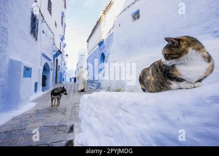 Gato en un callejon Azul, Chefchauen, --Chauen, Marruecos, Norte de Afrika, continente Africano Stockfoto