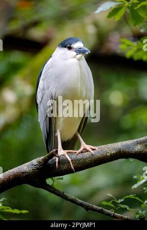 Nahaufnahme eines schwarz gekrönten Nachtreifers auf einem Ast vor grünem, unscharfem Hintergrund, Pantanal Wetlands, Mato Grosso, Brasilien Stockfoto