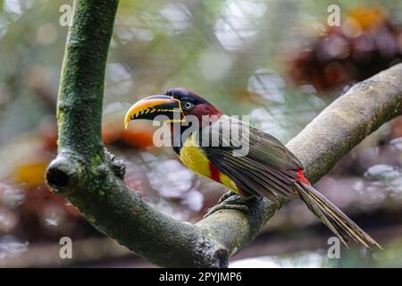 Nahaufnahme eines Aracari mit Kastanienohr, hoch oben auf einem Ast in einem Garten, Pantanal Wetlands, Mato Grosso, Brasilien Stockfoto