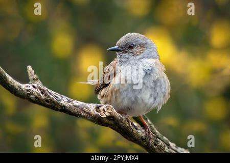 Ein Nahporträt eines Dunnock, Prunella modularis, auch bekannt als Heckenspatz. Der Hintergrund ist unscharf, gelber Gorse Stockfoto