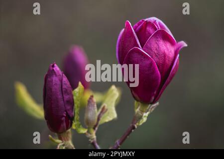 Nahaufnahme einer Magnolienblume. Es gibt zwei unscharfe Köpfe im Bild in verschiedenen Phasen des Öffnens. Stockfoto