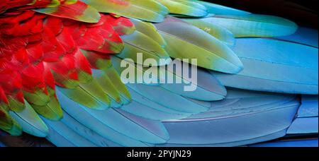 Nahaufnahme der bunten Vogelfedern von Rot und Grün Macaw, exotischer natürlicher strukturierter Hintergrund in Rot, Grün und Blau, Chapada dos Guimarães, Mato Gros Stockfoto