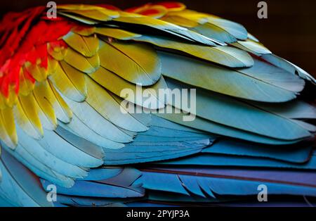 Nahaufnahme der farbenfrohen Vogelfedern von rotem und grünem Macaw, exotische natürliche Struktur, Chapada dos Guimaraes, Brasilien Stockfoto