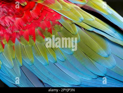 Nahaufnahme der farbenfrohen Vogelfedern von rotem und grünem Macaw, exotische natürliche Struktur, Chapada dos Guimaraes, Brasilien Stockfoto