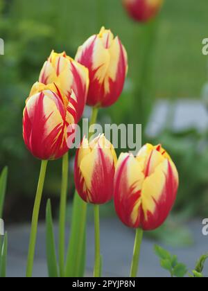 Fünf rote und gelbe Tulpen „Woburn Sunset“ Stockfoto