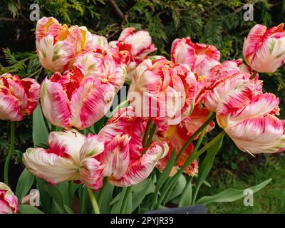 Tulip „Apricot Parrot“ Stockfoto
