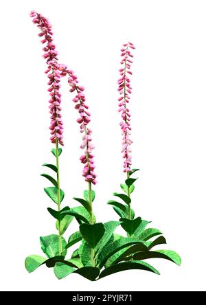 3D-Darstellung von Foxhandschuhpflanzen oder Digitalis purpurea oder gewöhnlichem Foxhandschuh isoliert auf weißem Hintergrund Stockfoto