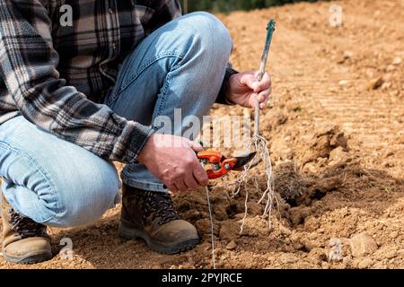 Der Landwirt pflanzt neue Reben auf dem Weinberg. Landwirtschaft. Stockfoto