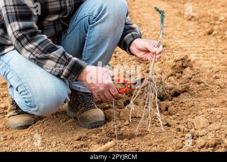 Der Landwirt pflanzt neue Reben auf dem Weinberg. Landwirtschaft. Stockfoto