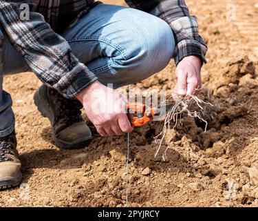 Der Landwirt pflanzt neue Reben auf dem Weinberg. Landwirtschaft. Stockfoto