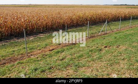 Zuckermais, Mais Zea May, jährlich angebaute krautige Kulturpflanze, die einzige repräsentative Kulturpflanze der Gattung Zea Mais der Familie der Poaceae-Getreidearten. Ein Maisfeld. Ernte im Herbst. Metallzäune Stockfoto