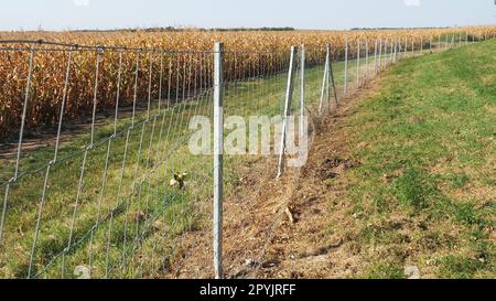 Zuckermais, Mais Zea May, jährlich angebaute krautige Kulturpflanze, die einzige repräsentative Kulturpflanze der Gattung Zea Mais der Familie der Poaceae-Getreidearten. Ein Maisfeld. Ernte im Herbst. Metallzäune Stockfoto