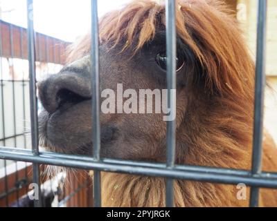 Alpaca, Alpac Vicugna pacos ist ein gefühlloses Haustier, das von Vikuna oder vigoni abstammt. Ein Tier mit dickem braunem Fell zeigt Zähne und Nagen am Zaun Stockfoto