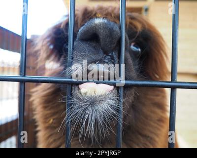 Alpaca, Alpac Vicugna pacos ist ein gefühlloses Haustier, das von Vikuna oder vigoni abstammt. Ein Tier mit dickem braunem Fell zeigt Zähne und Nagen am Zaun Stockfoto