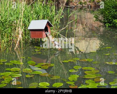 Eine Rotohr-Schildkröte mit Schildkröten klettert in ein Holzhaus. Teich mit Seerosenblättern. Rotohr-Süßwasserschildkröte ist eine Unterart der Rotohr-Schildkröte aus der Familie der Süßwasserschildkröten Emydidae Stockfoto