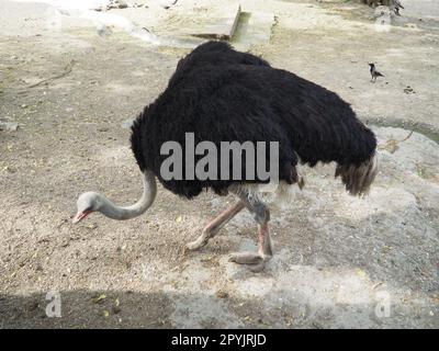 Afrikanischer Masai-Strauß. Ein Strauß mit schwarzen Federn auf den Flügeln und einem grauen Hals sucht nach etwas essbarem im Sand Stockfoto