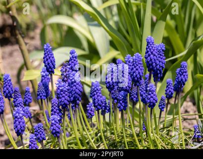 Traubenhyazinthe Muscari Armeniacum Blüte Im Frühjahr. Stockfoto