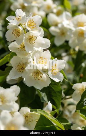 Wunderschöne weiße Jasminblüten im Frühling. Stockfoto