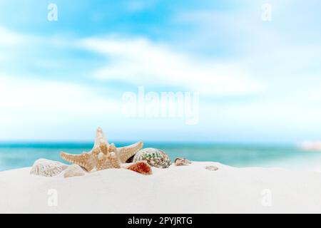 Urlaubs-, Strand- oder Reisekonzept. Zusammensetzung verschiedener Schalen im Sand Stockfoto