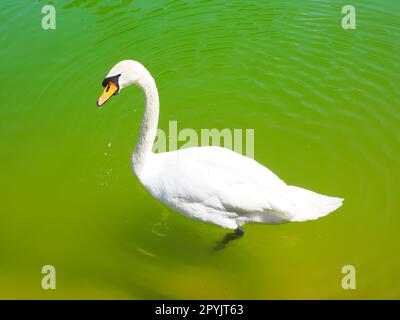 Ein weißer Schwan schwimmt auf grünem Wasser. Wasservögel auf der Wasseroberfläche. Stanisici, Bijelina, Bosnien und Herzegowina. Die Fauna Europas und des Balkans. Stockfoto