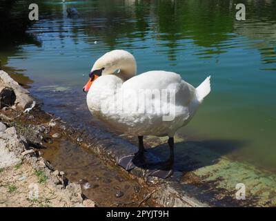 Weißer Schwan am Ufer des Reservoirs. Ein Vogel am Wasser reinigt seine Federn. Stanisici, Bijelina, Bosnien und Herzegowina, ein Zoo in einem Ethno-Dorf. Die Fauna Europas Stockfoto