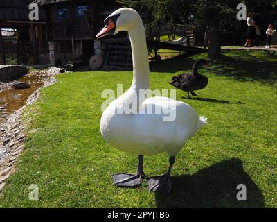 Stanisici, Bijelina, Bosnien und Herzegowina 25 2021. April Weißer Schwan auf grünem Gras am Sommernachmittag. Stanisici, Bijelina, Republika Srpska, Bosnien und Herzegowina. Die Fauna Europas. Stockfoto