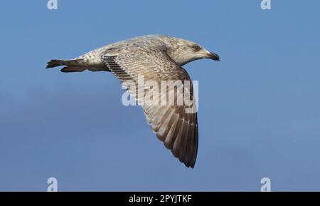 Europäische Heringsmöwe, Jungvogel, unreife Gefieder Stockfoto