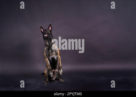 Holländischer Hirte im Studio mit schwarzem Hintergrund, der Porträt posiert Stockfoto