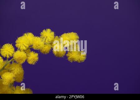 Gelbe Mimosablüten in Nahaufnahme über Blau Stockfoto