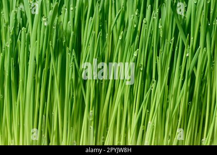 Grüne Weizensprossen mit Wassertropfen, Makro Stockfoto