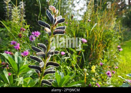 Lupine, Wolfsbohne, Lupinus - eine Gattung von Pflanzen der Leguminosen-Familie Fabaceae. Trockene Samen in einer Bohne. Fortpflanzung durch Samen. Lupinen im Garten oder auf der Wiese. Zucht und Pflege der Lupinen. Bluebonnet. Stockfoto