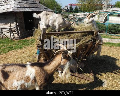 Stanisici, Bijelina, Bosnien und Herzegowina, 25. April 2021. Die Hausziege ist Capra hircus, eine Art von Artidaktylen der Gattung Capra Mountain Ziegen der Rinderfamilie. Stockfoto