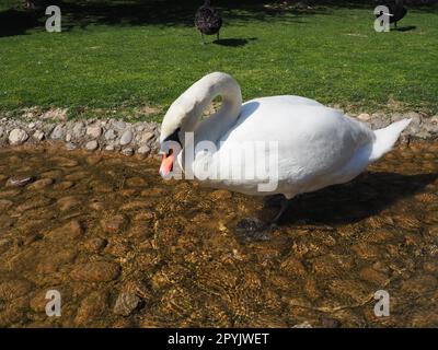 Weißer Schwan am Ufer des Reservoirs. Ein Vogel am Wasser reinigt seine Federn. Stanisici, Bijelina, Bosnien und Herzegowina, ein Zoo in einem Ethno-Dorf. Die Fauna Europas Stockfoto