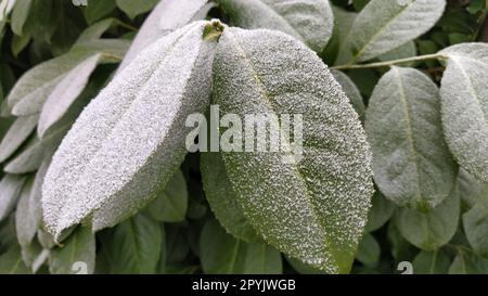 Wunderschöne große grüne Blätter mit weißem Heiserfrost an der Oberfläche. Ficus-Baum oder immergrüne Strauchpflanze, fotografiert bei hoher Luftfeuchtigkeit bei frostigem Wetter. Gefrorene Wasserkristalle. Stockfoto