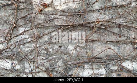 Parthenocissus quinquefolia. Mädchen trauben. Eine Kriechpflanze warf die Blätter im Winter weg. Dunkelblaue Früchte oder Beeren. Möglichkeit der vertikalen Gartengestaltung. Liana an einer Steinmauer. Stockfoto