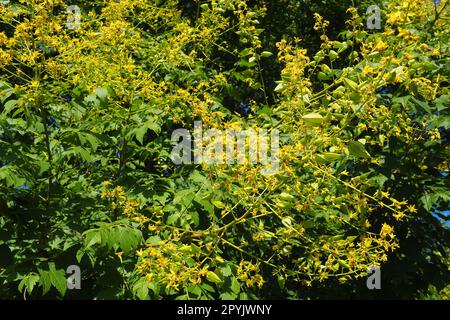 Koelreuteria paniculata ist eine Blumenpflanzenart der Familie Sapindaceae. Ein Baum blüht mit gelben Blumen. Goldenrainbaum, Indianerstolz, Chinabaum und der Lackbaum. Stockfoto