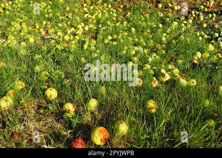 Gelb - Grüne gefallene Äpfel liegen auf dem Gras unter dem Apfelbaum. Ertragsverlust und Fruchtfäule. Serbische Landwirtschaft und Gartenbau. Stockfoto