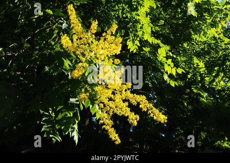 Koelreuteria paniculata ist eine Blumenpflanzenart der Familie Sapindaceae. Ein Baum blüht mit gelben Blumen. Goldenrainbaum, Indianerstolz, Chinabaum und der Lackbaum. Stockfoto