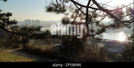 Schöne Aussicht von Kalemegdan, Belgrad, Serbien. Sonniges Wetter, Blick auf die Sava. Kiefernäste mit langen Nadeln. Abendsonne. Schöne Aussicht auf das Leben in der Großstadt Stockfoto