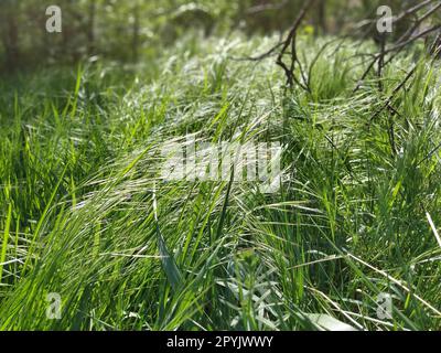 Hohes grünes Gras, das sich im Wind bückt. Schwarze, zerbrochene Zweige im Hintergrund. Sommerwald. Ökologie, Leben und Tod Stockfoto