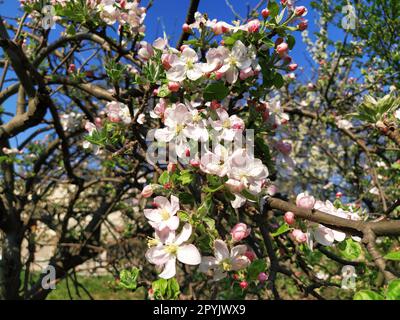 Zarte Blütenblätter von Apfelbaum. Apfelbäume in üppigen blühenden weißen Blumen. Pistille und Stäbchen sind bemerkbar. Frühling im Obstgarten. Der Beginn der landwirtschaftlichen Arbeit Stockfoto