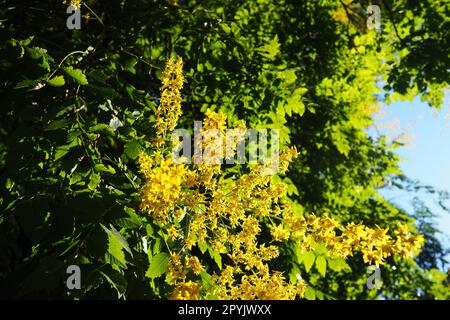 Koelreuteria paniculata ist eine Blumenpflanzenart der Familie Sapindaceae. Ein Baum blüht mit gelben Blumen. Goldenrainbaum, Indianerstolz, Chinabaum und der Lackbaum. Stockfoto