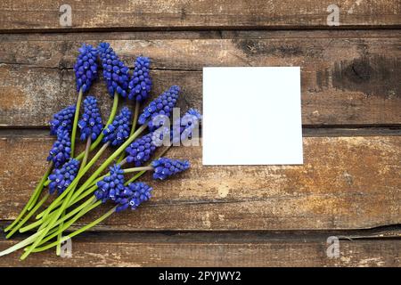 Blaue Frühlingsblumen auf Holzhintergrund. Muscari armeniacum auf einem Tisch. Weißes Blatt Papier für Text. Kopierraum Standleben flach liegend. Armenische Traubenhyazinthe. Stockfoto