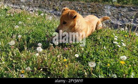 Ein kleiner roter Hund frisst den gefundenen Knochen. Das Tier liegt auf dem frischen grünen Gras. Sonniges Wetter, Frühling oder Sommer. Der hungrige Hund. Das Konzept der Obdachlosenhilfe Stockfoto