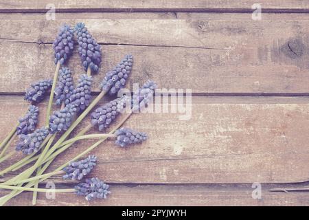 Blaue Frühlingsblumen auf Holzhintergrund. Muscari armeniacum auf Holzhintergrund. Helle Postkarte, Glückwunsch. Kopierraum Standleben flach liegend. Dunkles, schäbiges, altes Holz. Armenische Traubenhyazinthe. Stockfoto